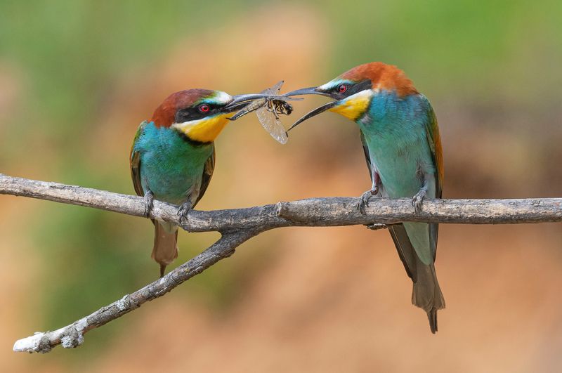 щурки, птицы, весна, лето, фотоохота Ну давай, угощай! фото превью