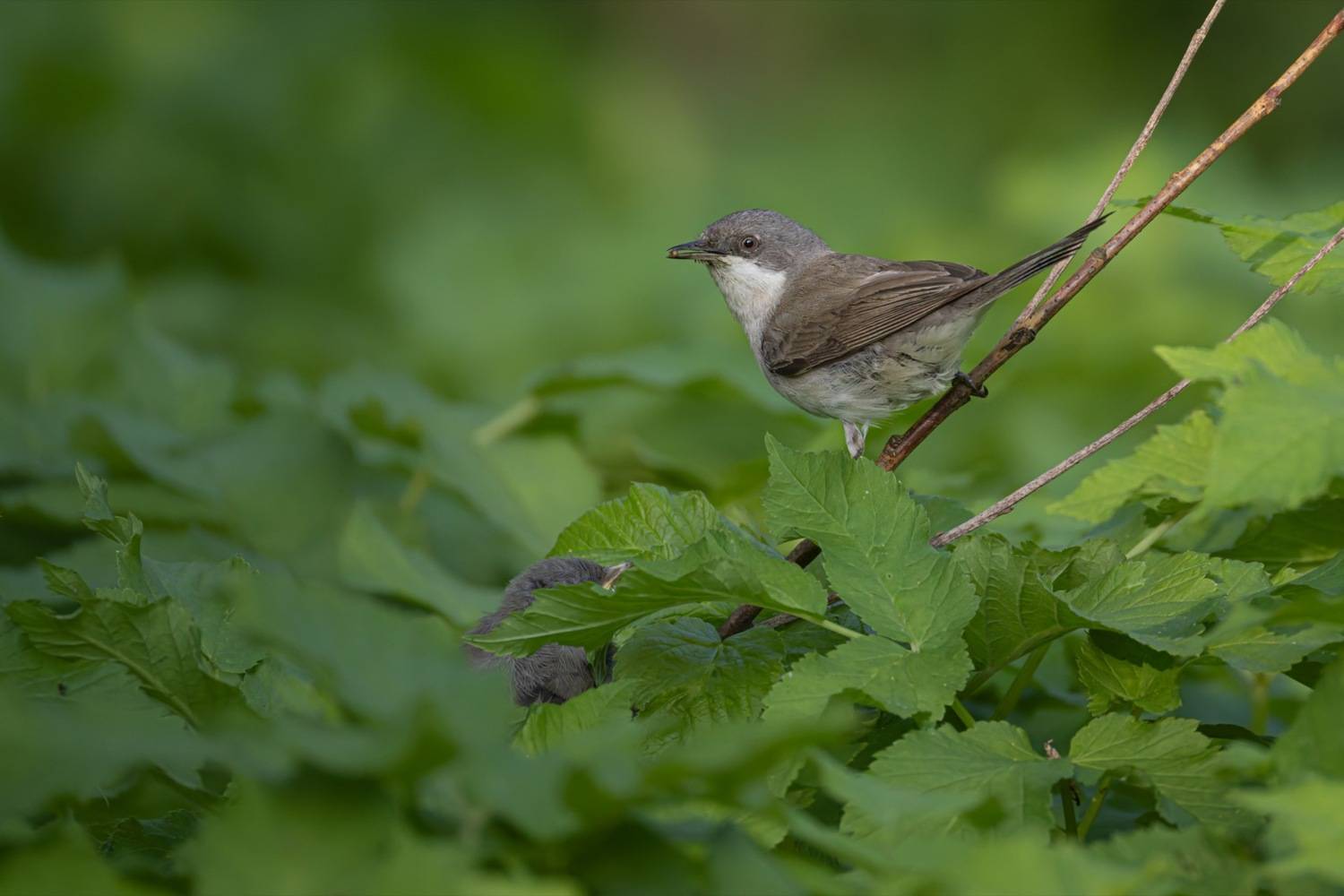 славка-завирушка, славка-мельничек, славка, птенец, птицы, Руслан Pl