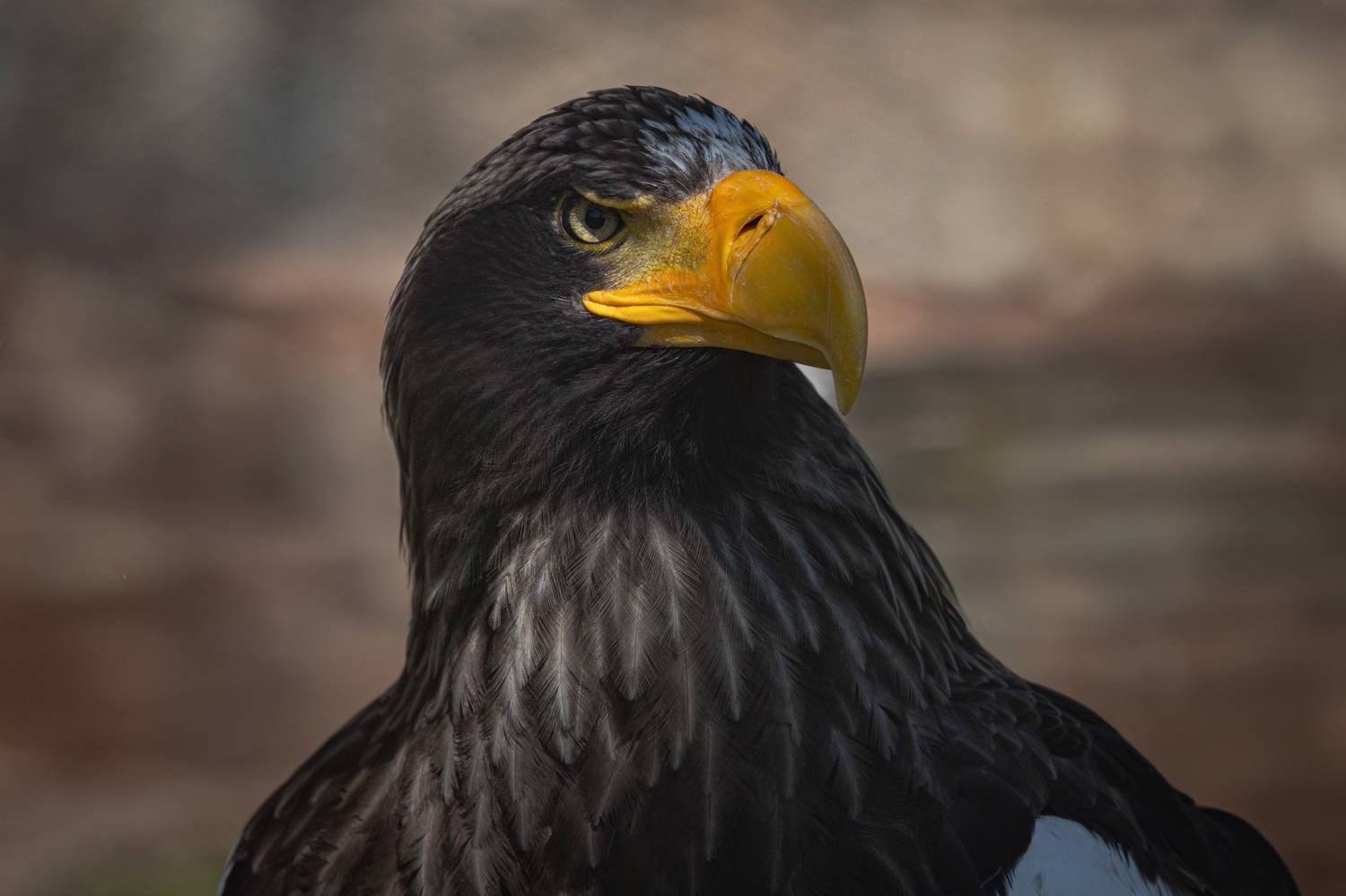 , Александр Шандов