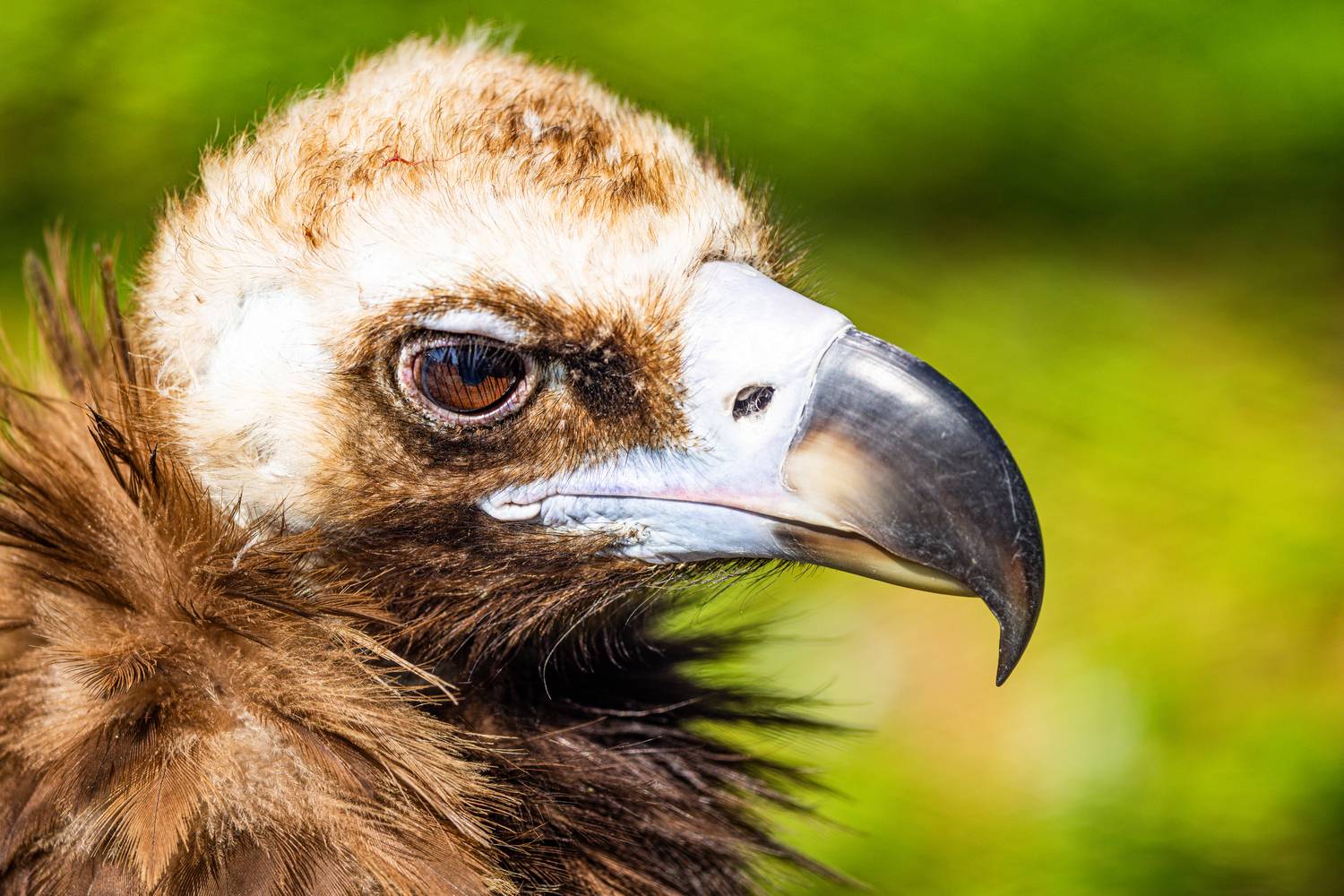 , Александр Шандов