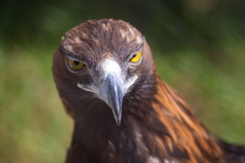 Беркут фото превью