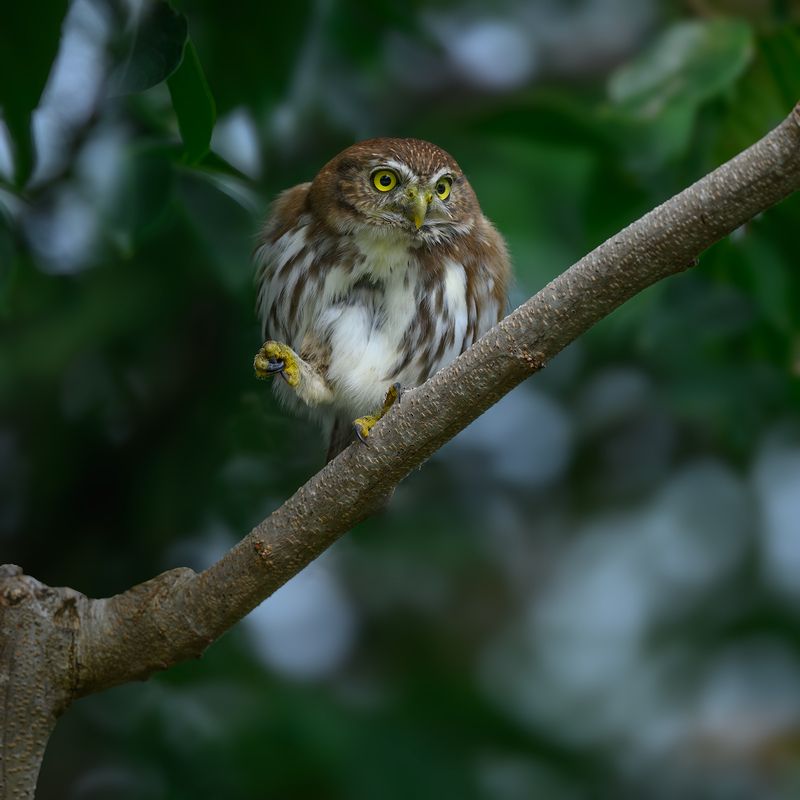 Ferruginous Pygmy-Owl фото превью