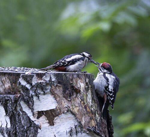 Семейная идиллия