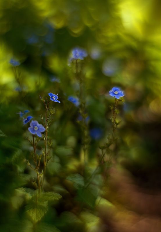 Вероника дубравная фото превью