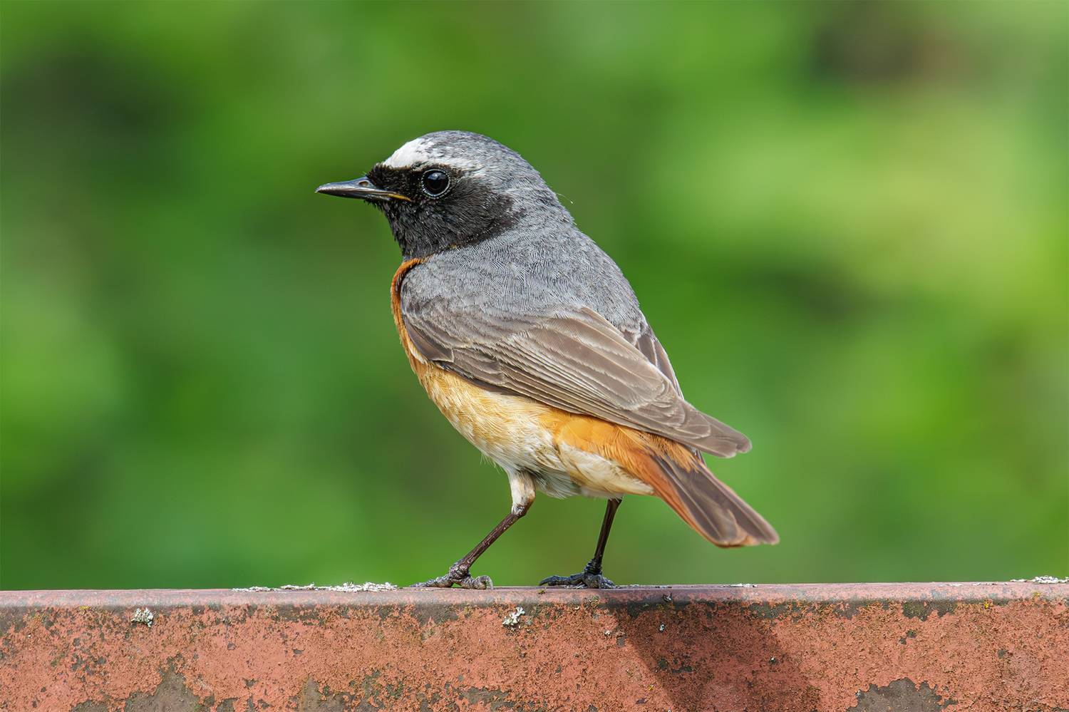 горихвостка, Морозов Сергей