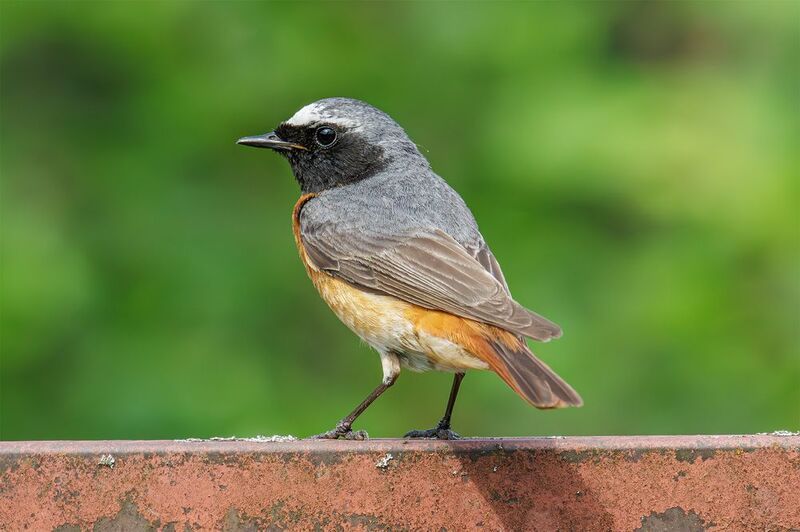 горихвостка Горихвостка обыкновенная фото превью