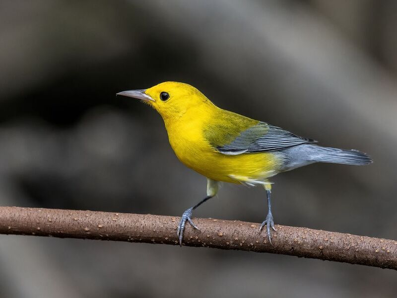 Prothonotary Warbler фото превью