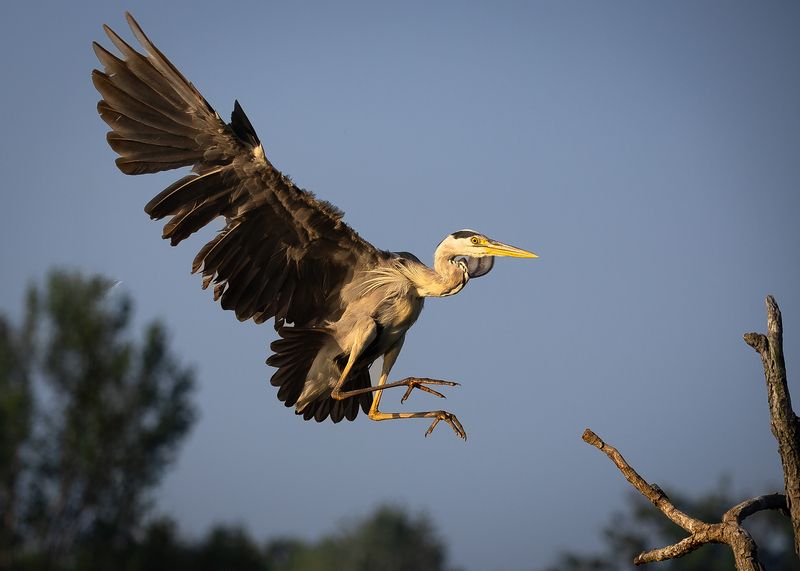 Heron фото превью