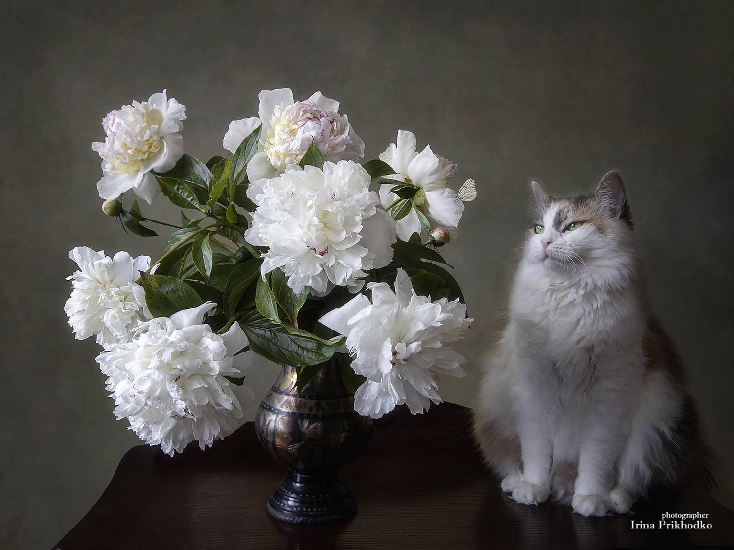 кошки, домашние животные, питомцы, букеты, белые пионы, Приходько Ирина