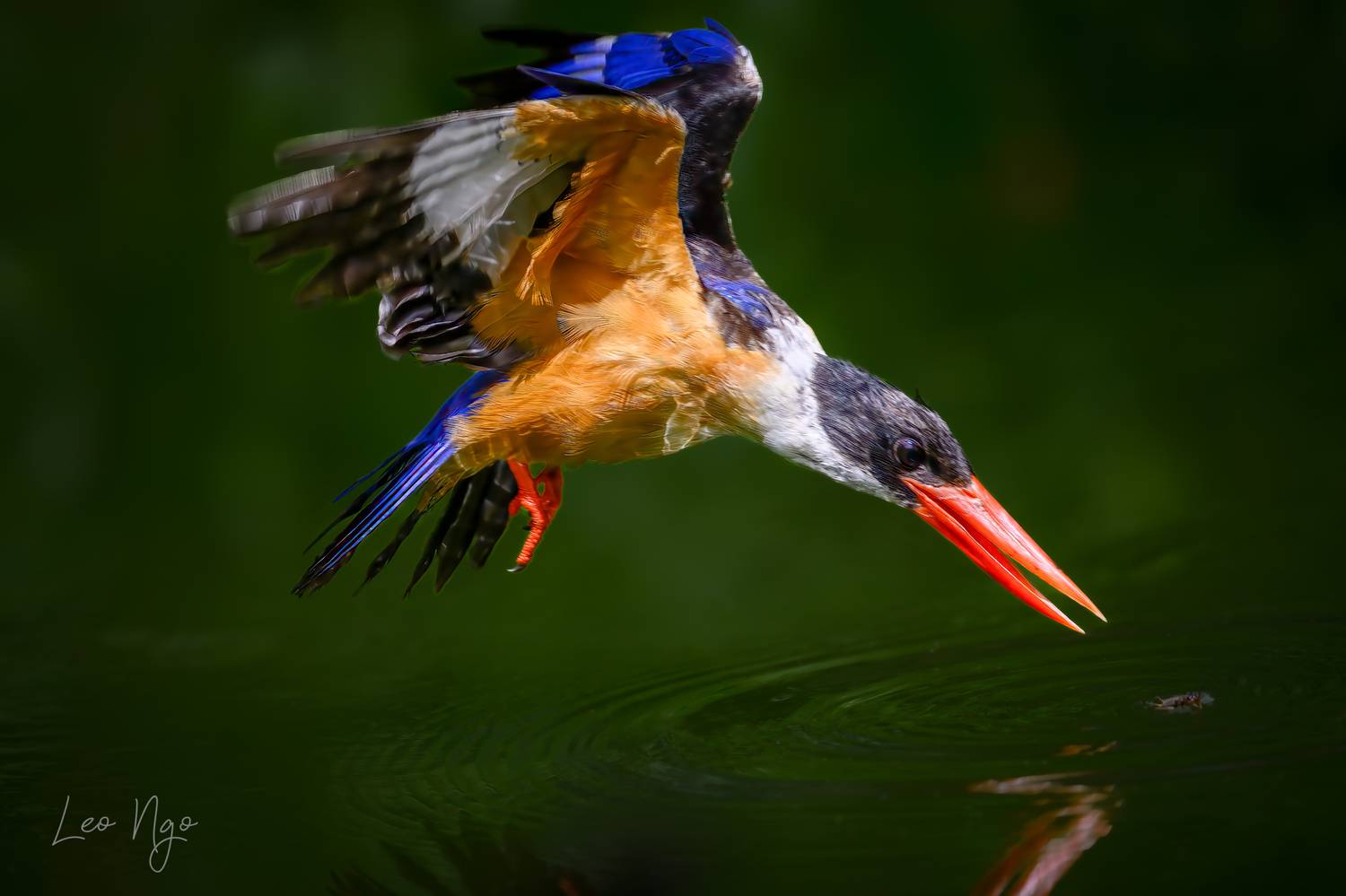 , Ngo Hoang Nguyen - Leo Ngo