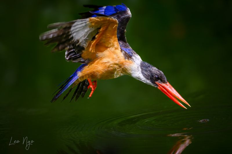 Black-capped kingfisher фото превью