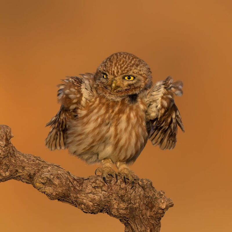 Мой своенравный,дикий друг фото превью