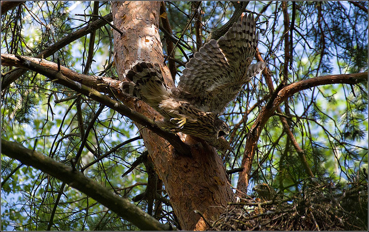 москва, июнь, парк, птицы, АНАТОЛИЙ ДОВЫДЕНКО