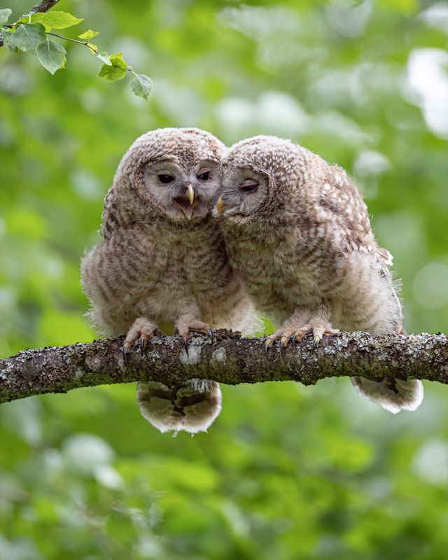 уральская неясыть, длиннохвостая неясыть, совенок, птицы, неясыть Задушевный разговор фото превью