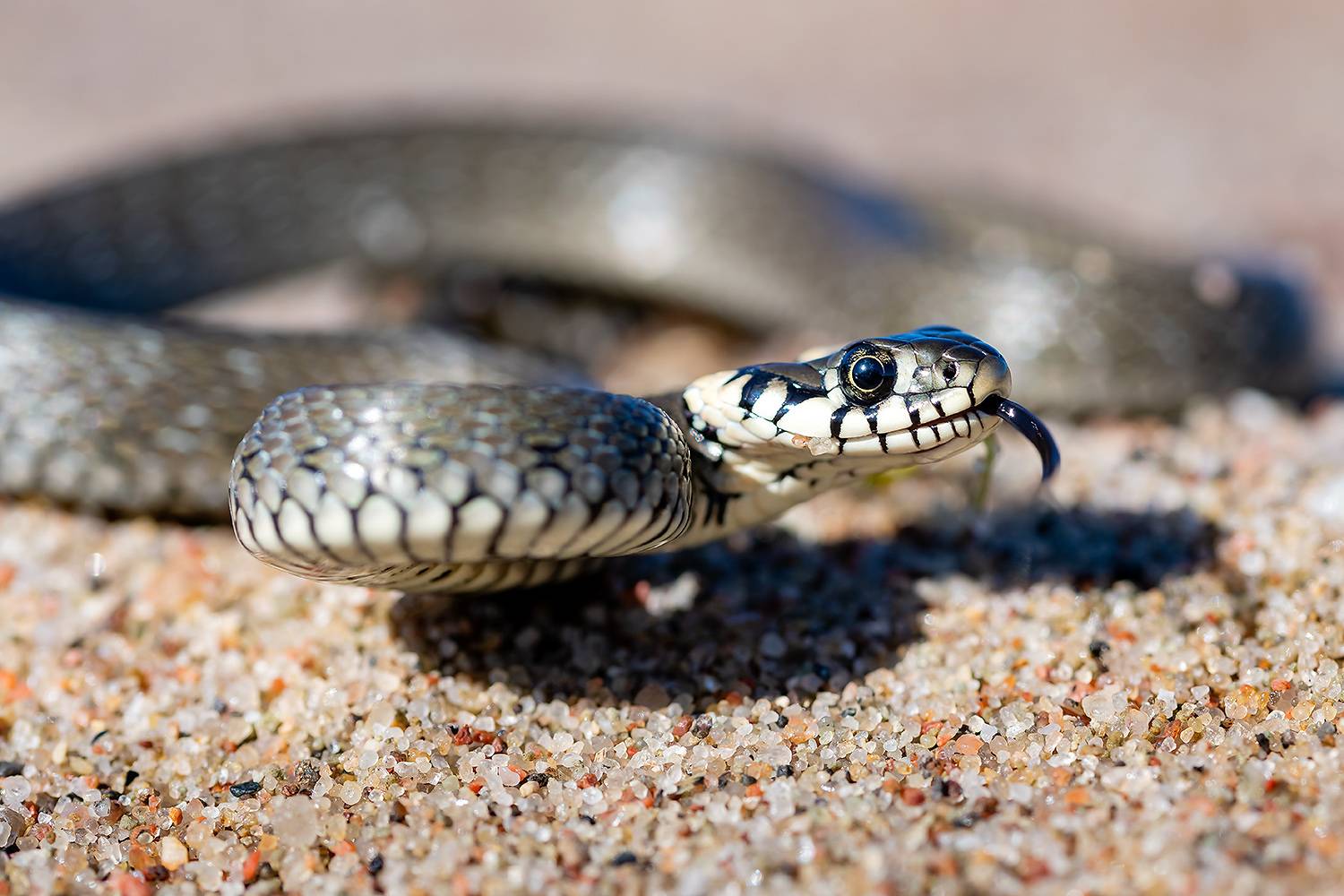 , Абросимов Александр