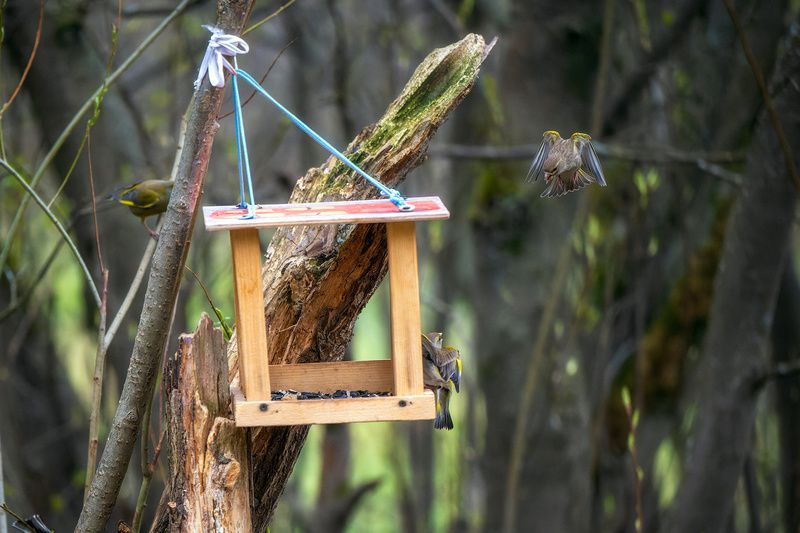 пермский край, птицы, фотоохота, природа, зеленушка Разговор фото превью