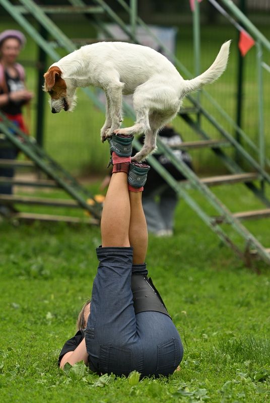 Фестиваль породы \\\