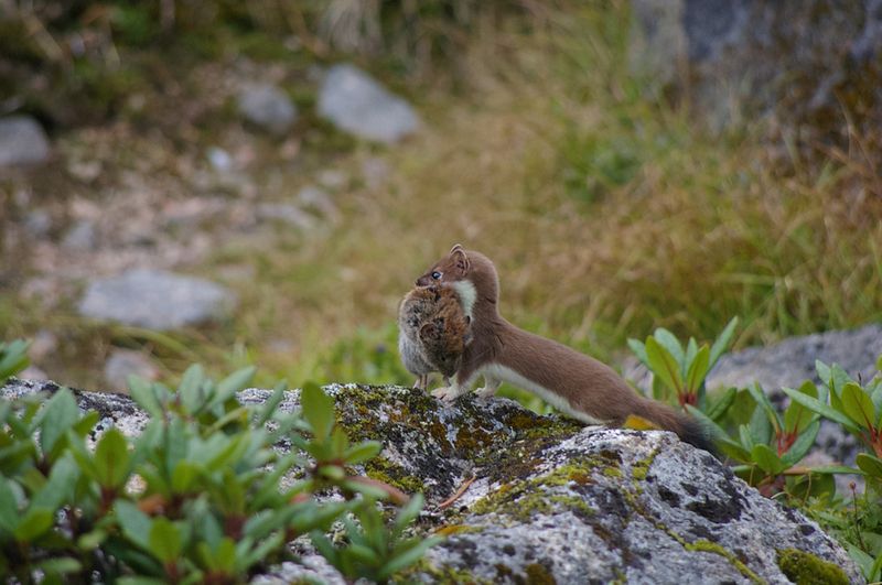 Удачная охота фото превью