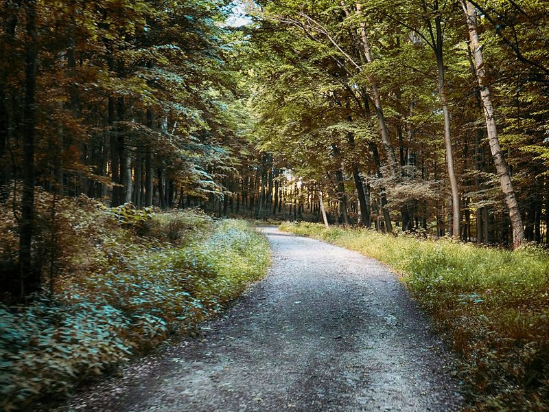 Forest path фото превью