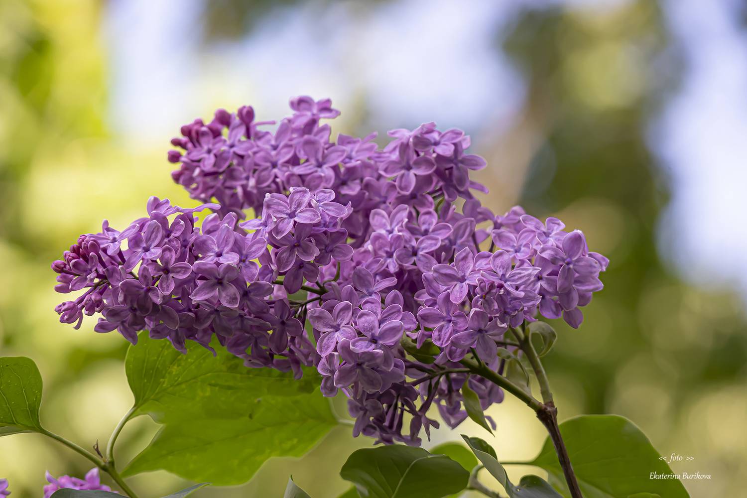 , Бурикова Екатерина