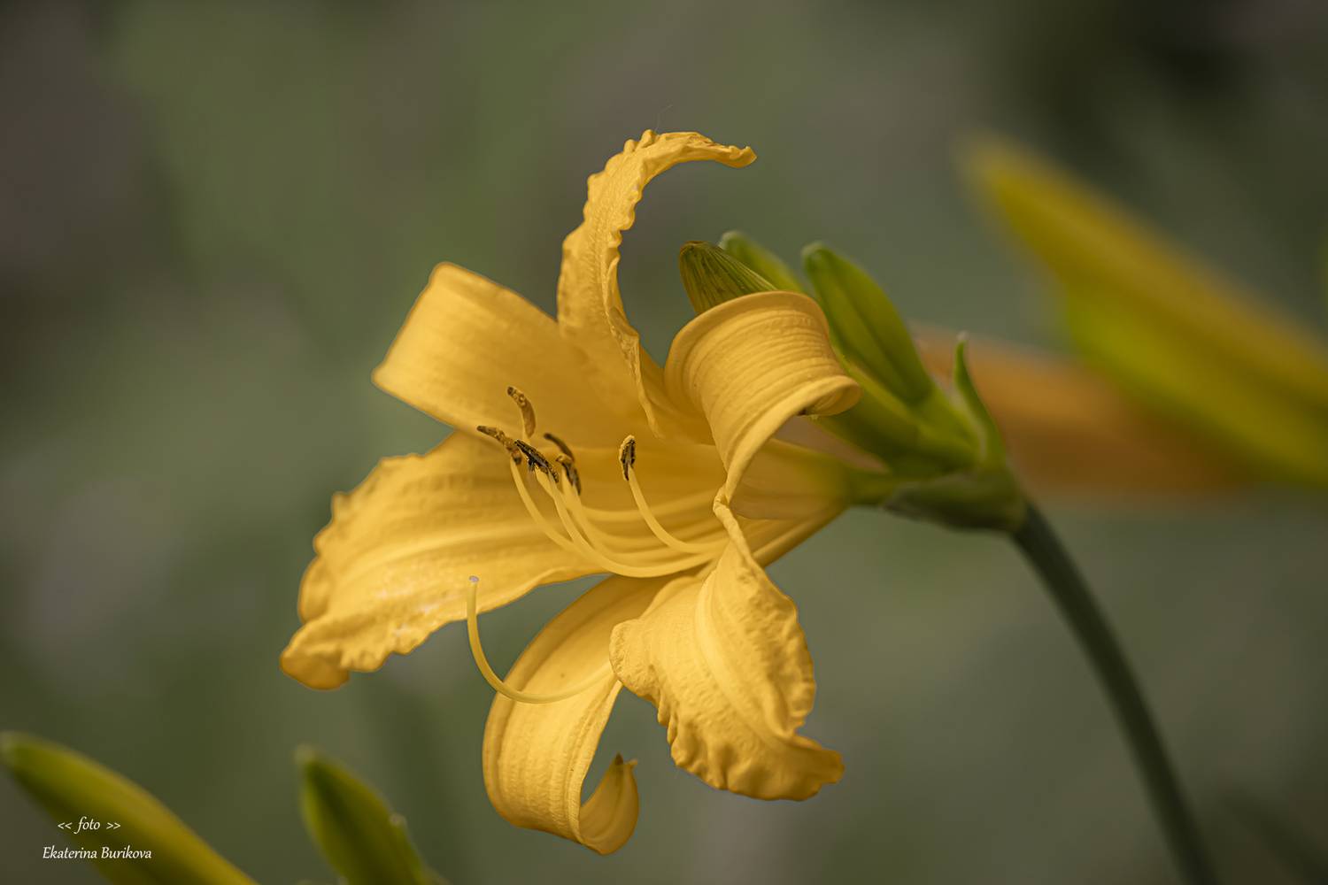 , Бурикова Екатерина