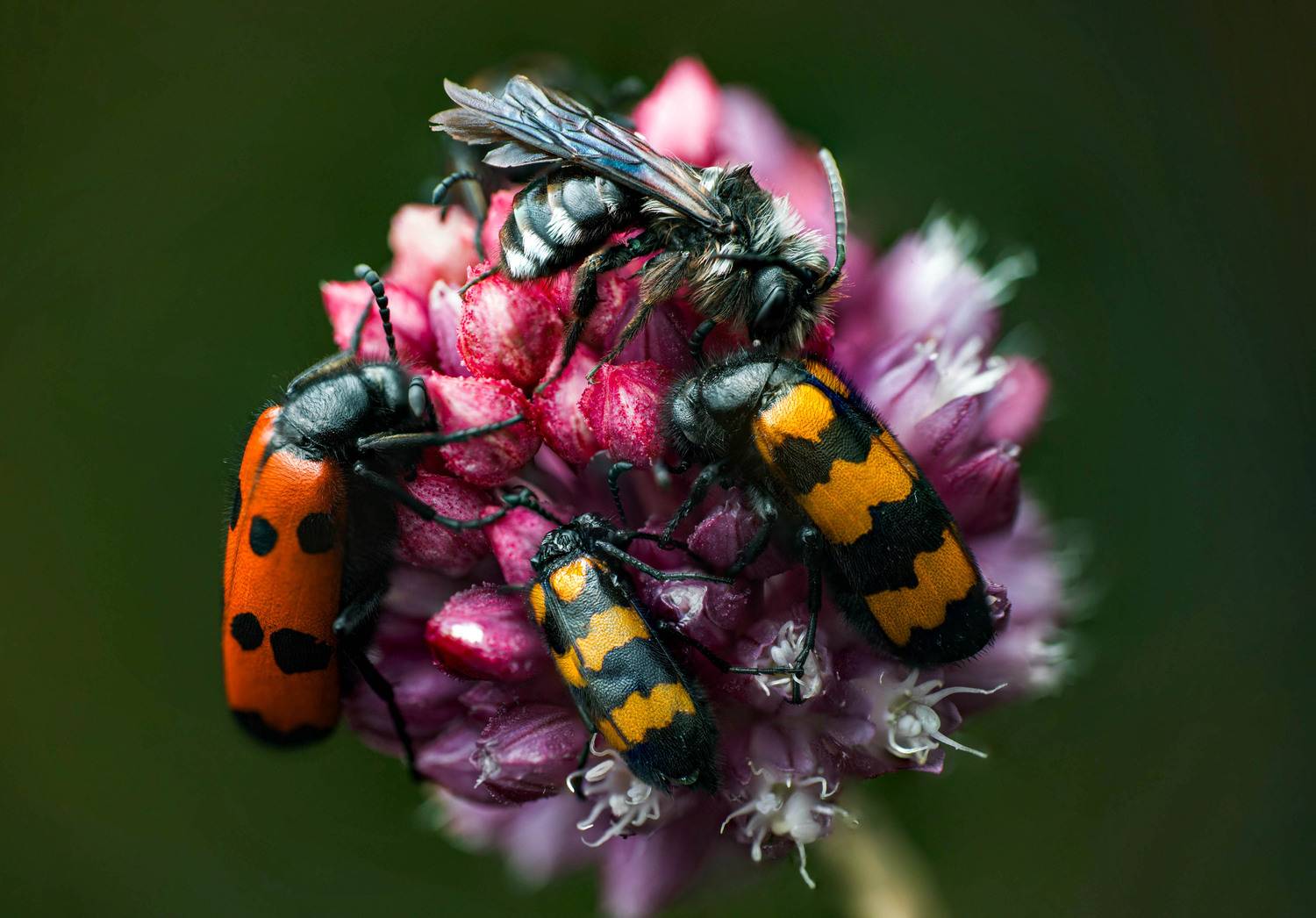 Пчела, нарывник, макро, Маслова Любовь