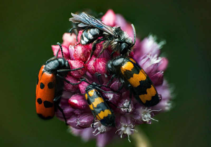 Пчела, нарывник, макро Культ пчелы фото превью