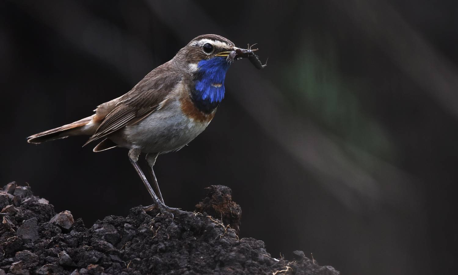 , Макеев Алексей