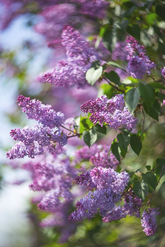 Сиреневый май (часть 2) фото превью