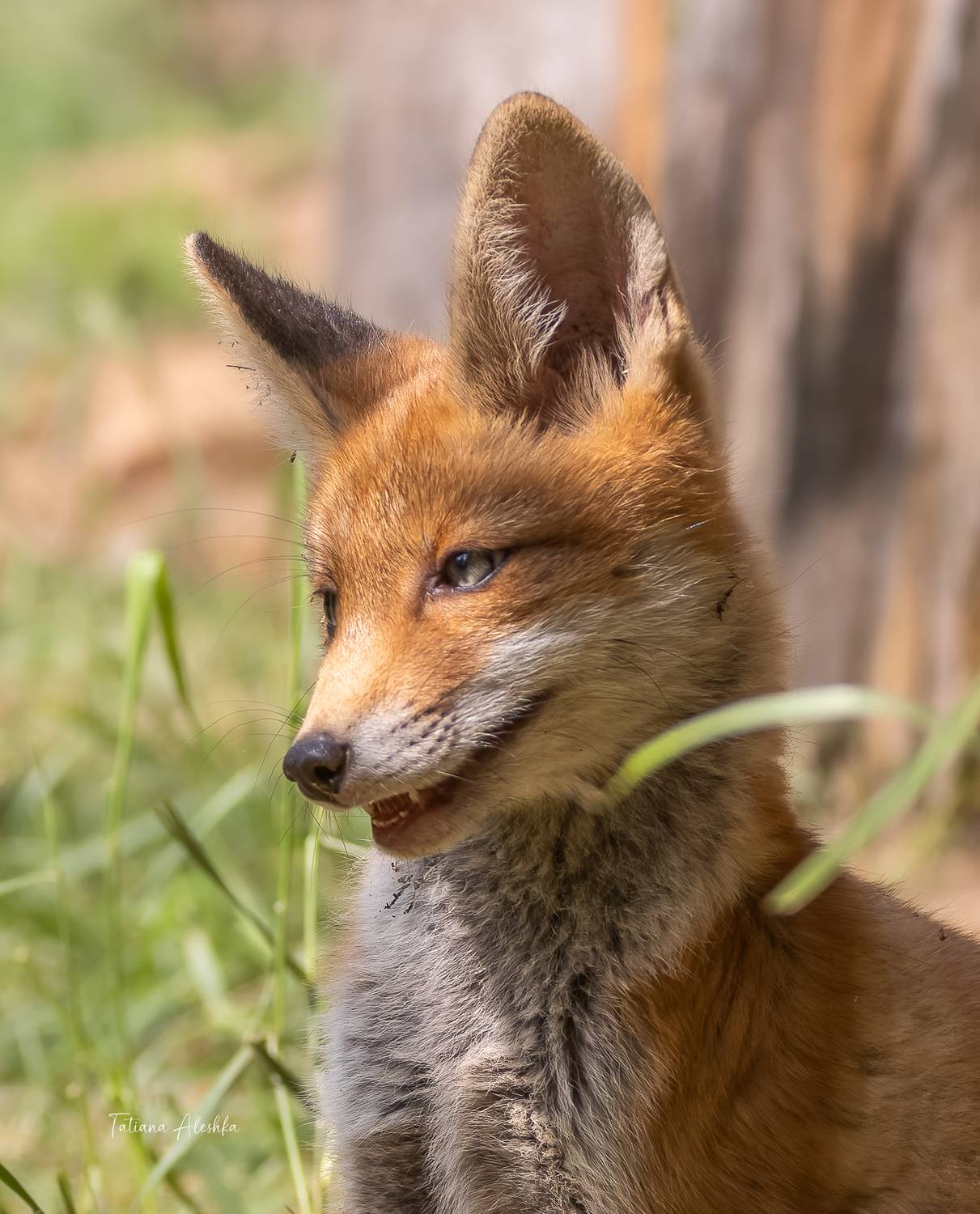 , Алешка Татьяна