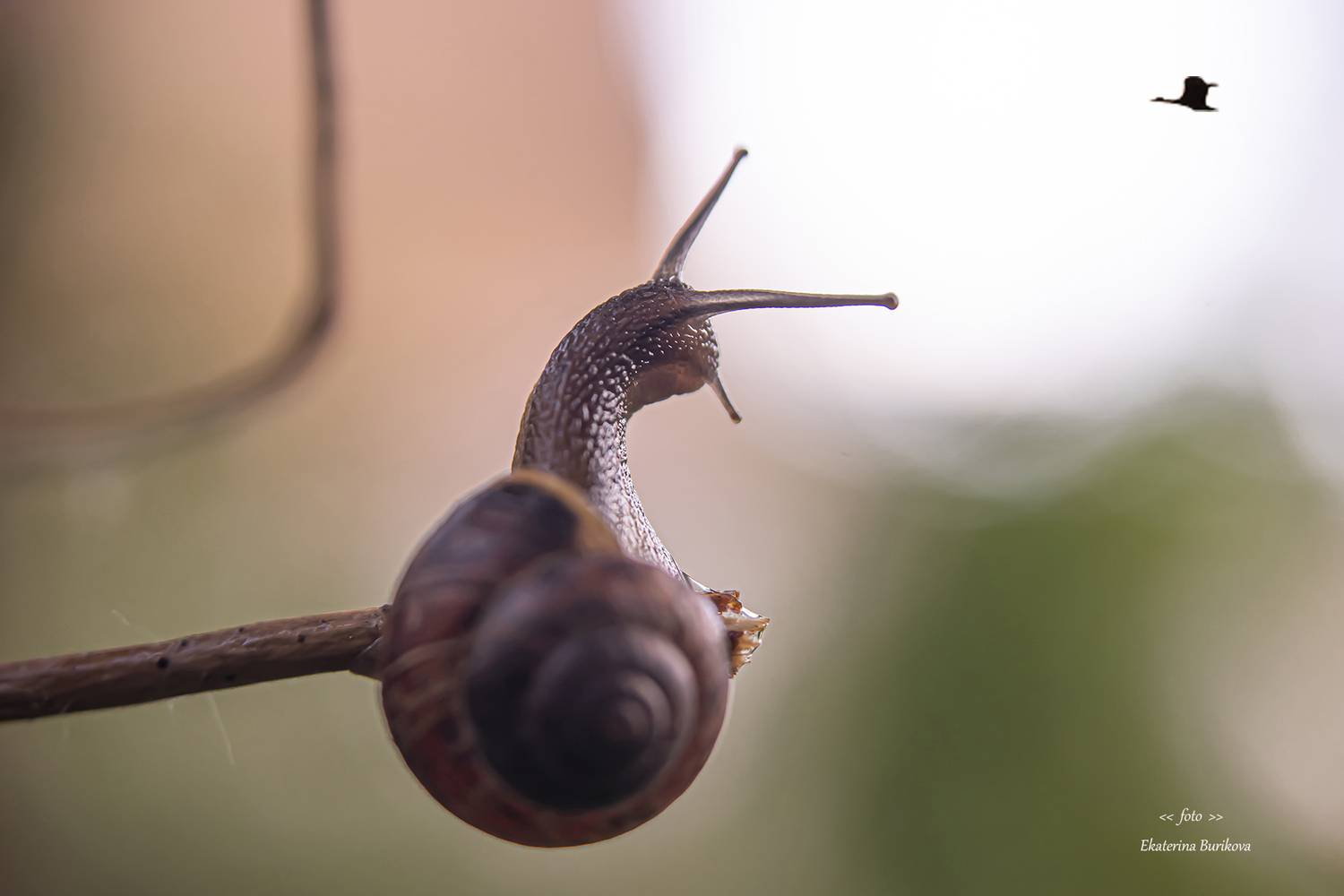 , Бурикова Екатерина