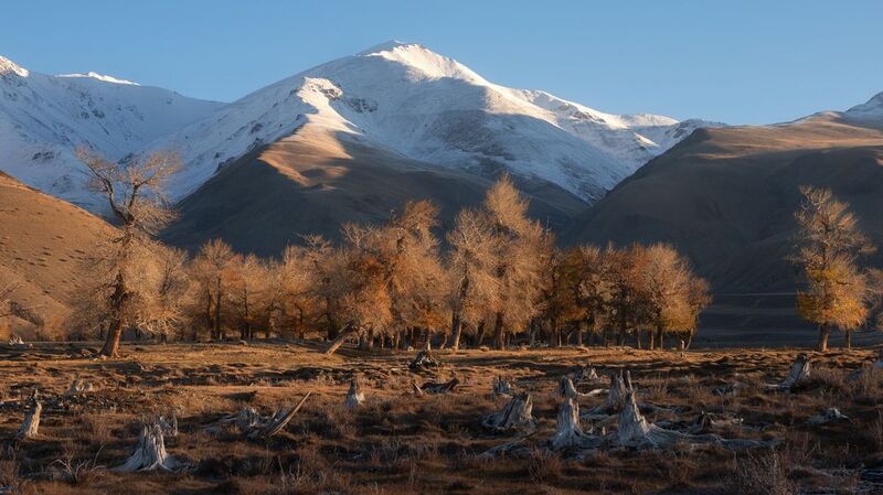 Утро старого леса. Алтай 2024. фото превью
