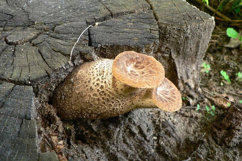 Трутовик чешуйчатый фото превью
