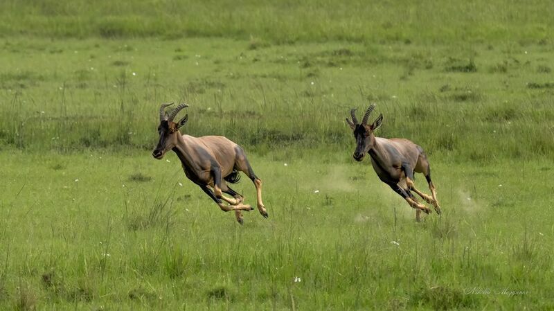 Антилопы саванны фото превью