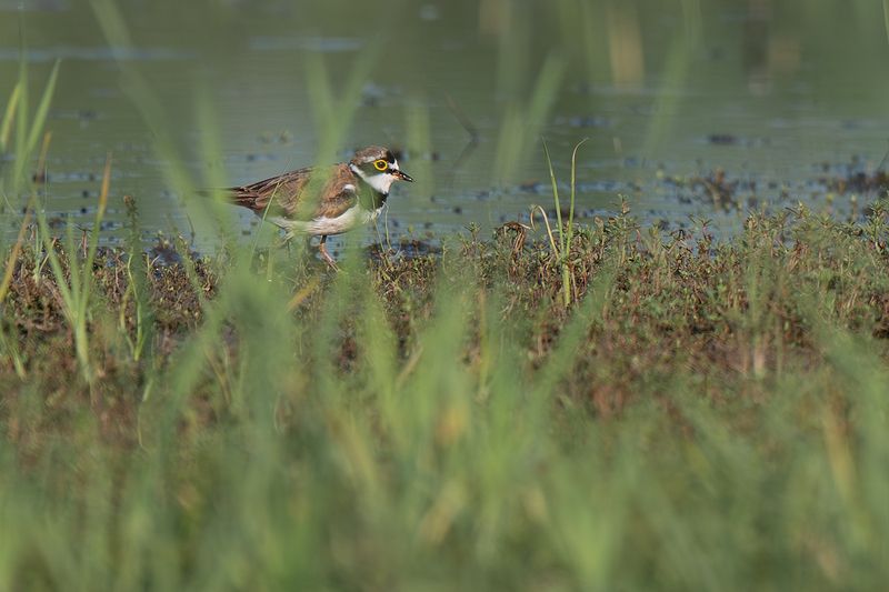 birds Little Ringed Plover фото превью