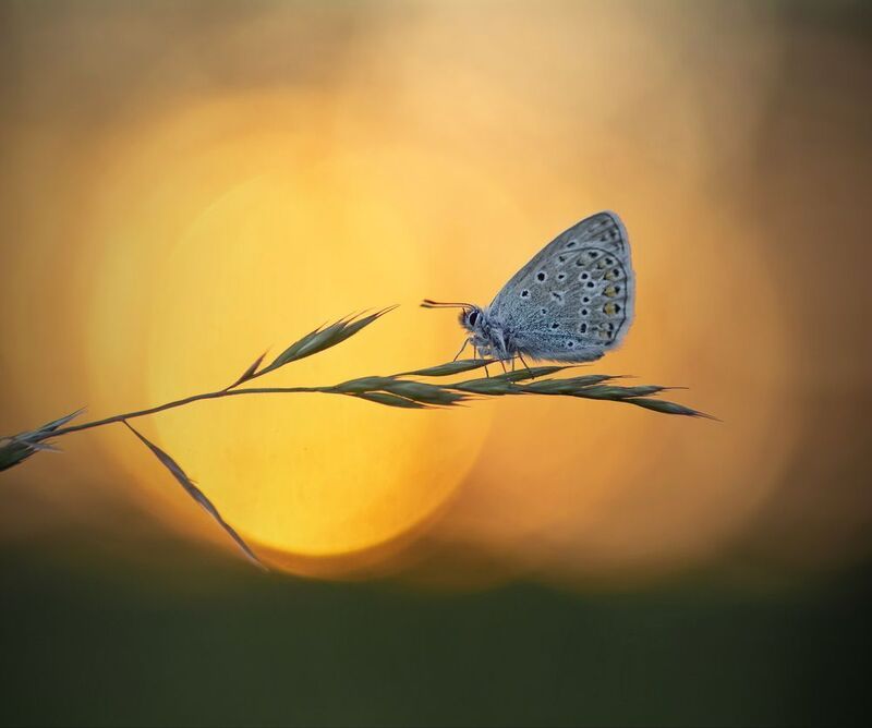 бабочка, закат, беларусь Бабочки фото превью