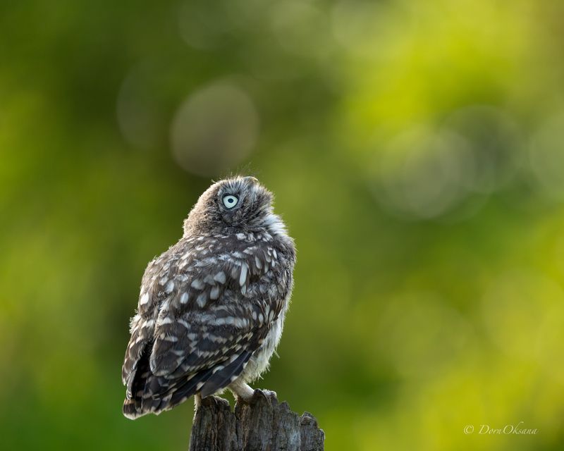 little, owl, chick, птенец, домового, сыча, хищники, raptors, birds, of, prey, хищные, птицы, predators Провожая солнышко фото превью