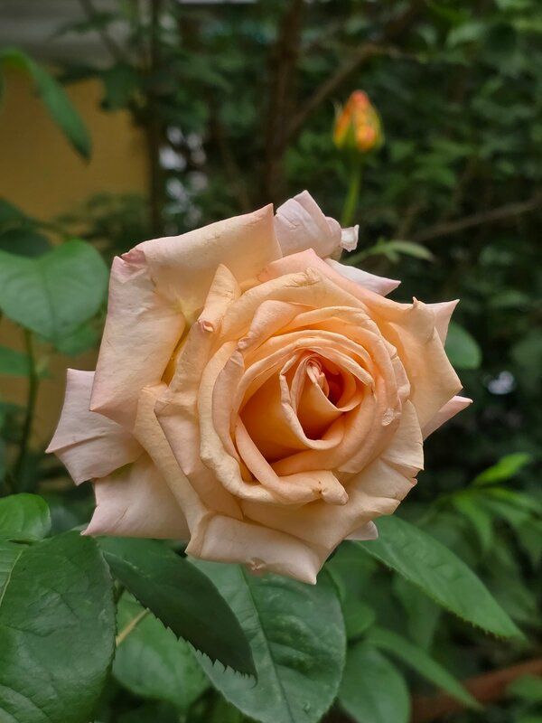 роза, липа Липы и розы фото превью