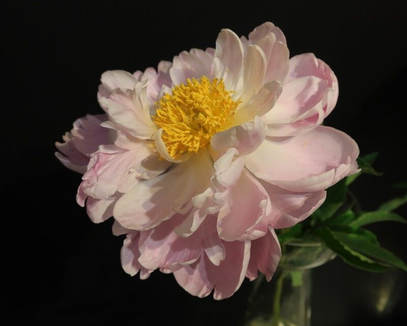 На выставке пионов фото превью