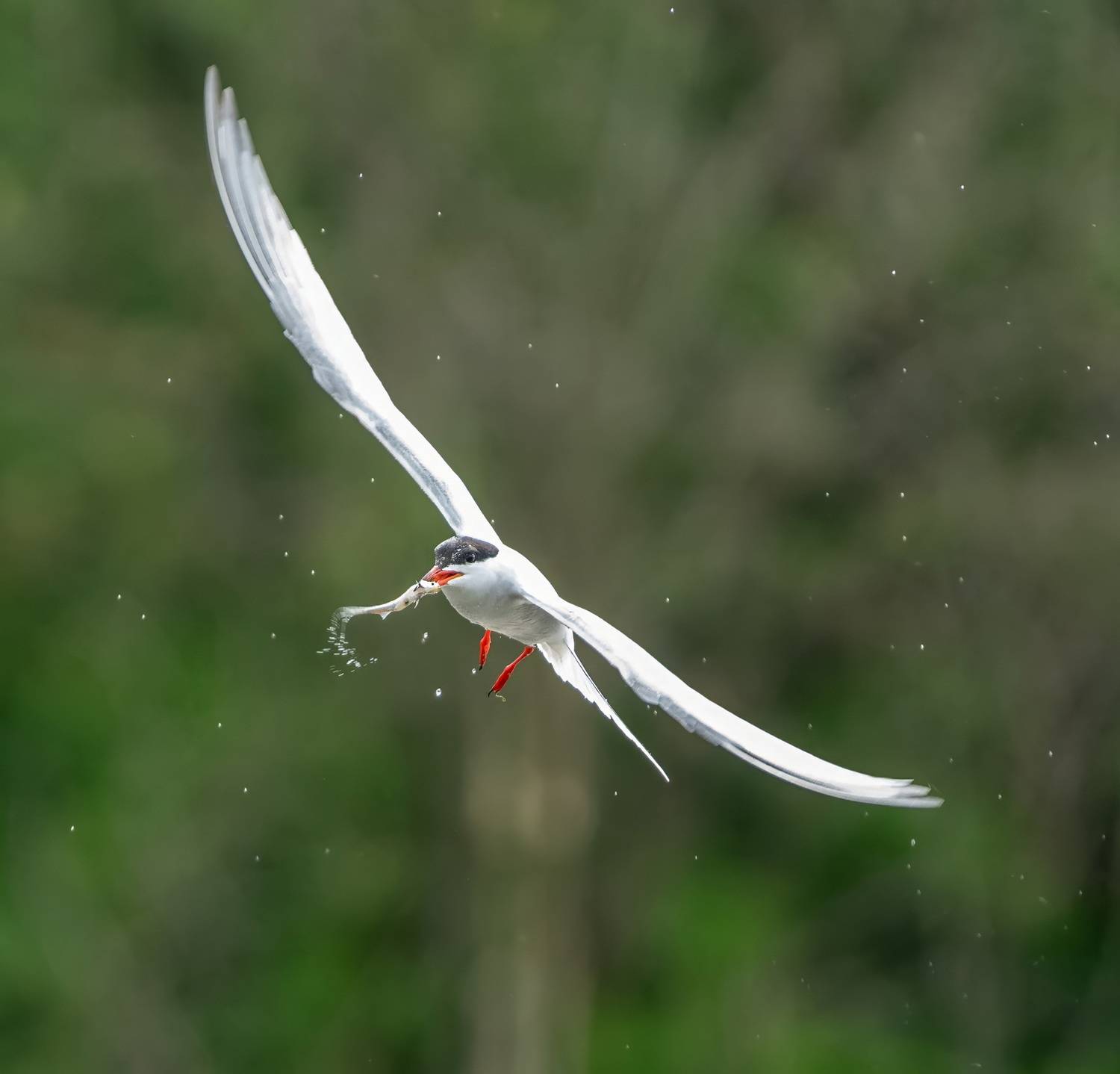 , Дэм Константин