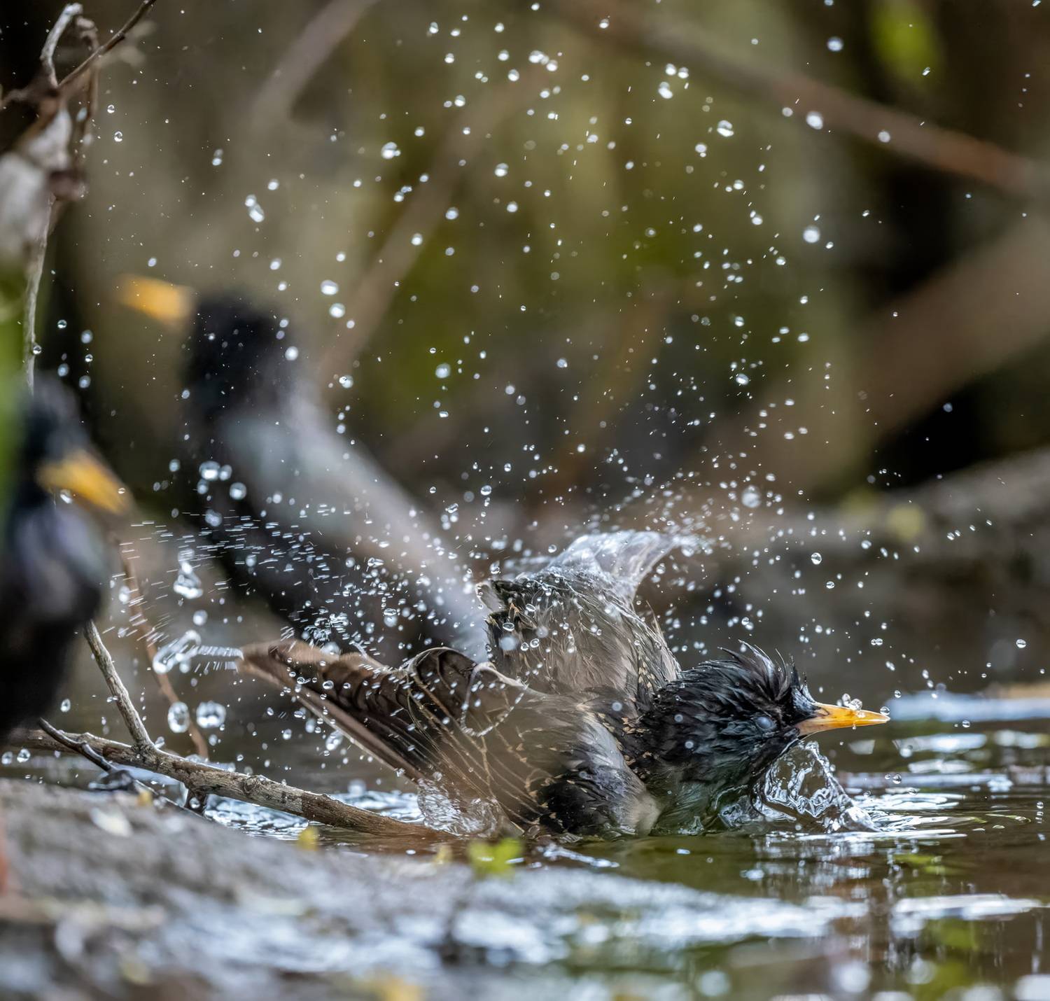, Дэм Константин