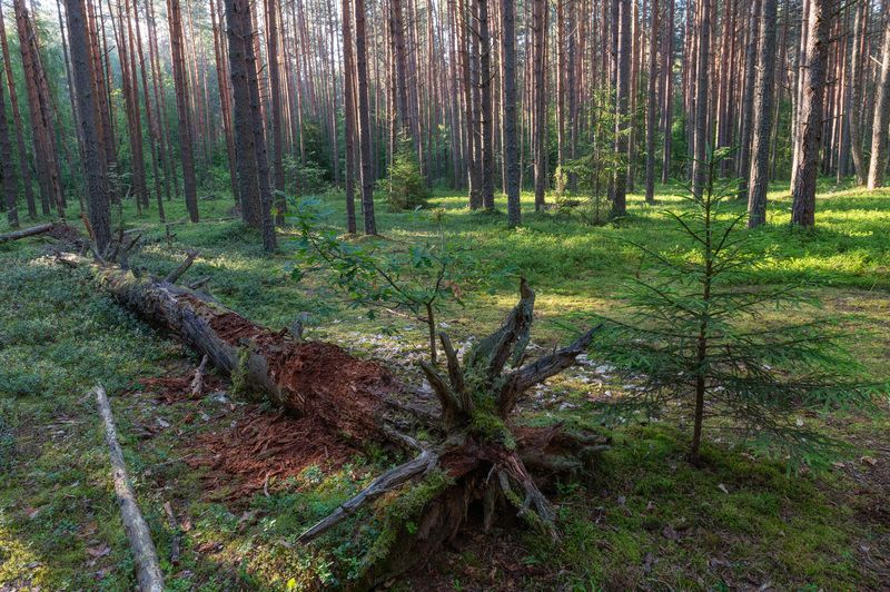 Утро в лесу фото превью