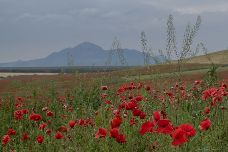 Маковое раздолье фото превью