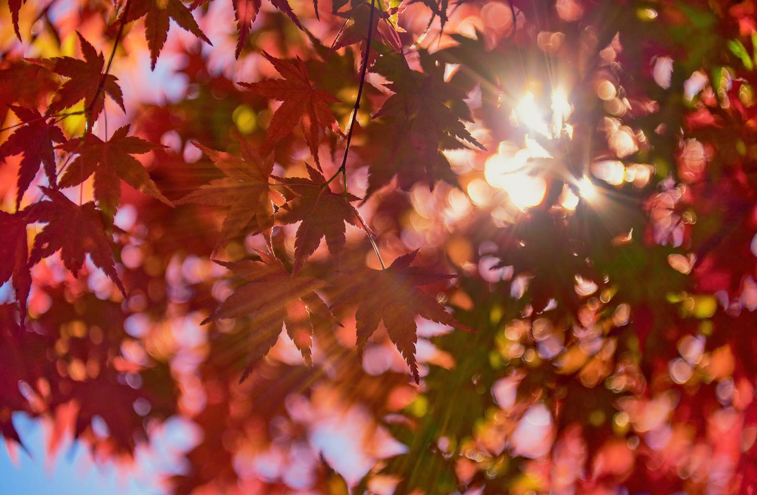 , Гиль Александр