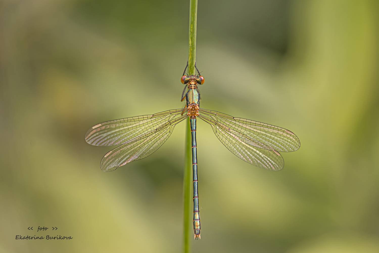 , Бурикова Екатерина