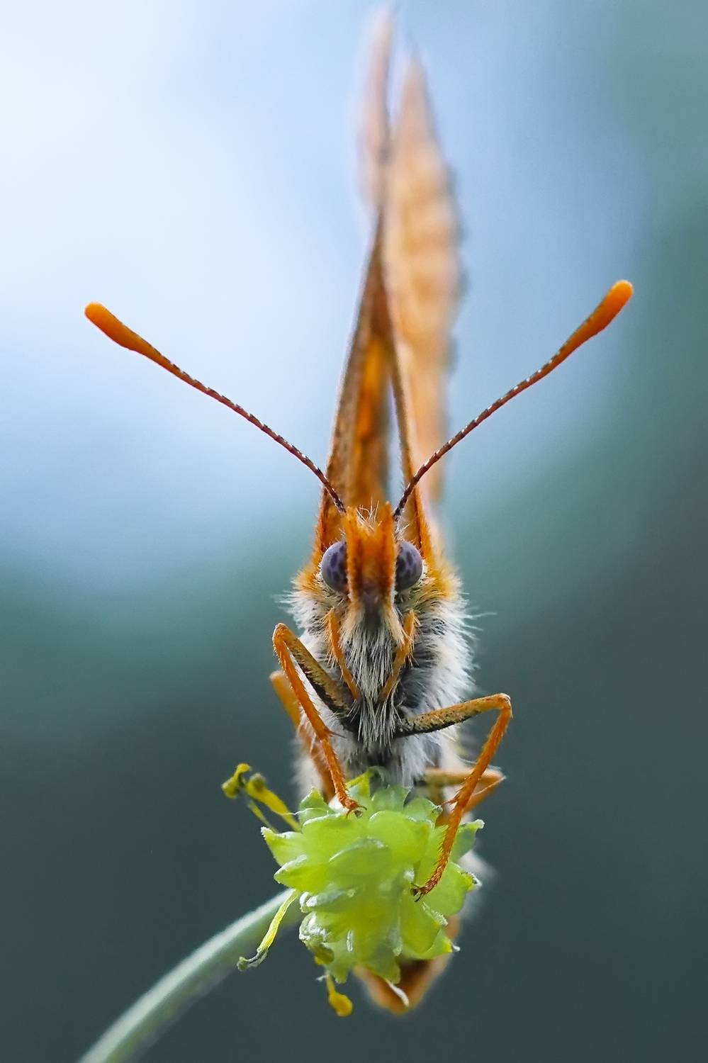 , Галина Горькавая