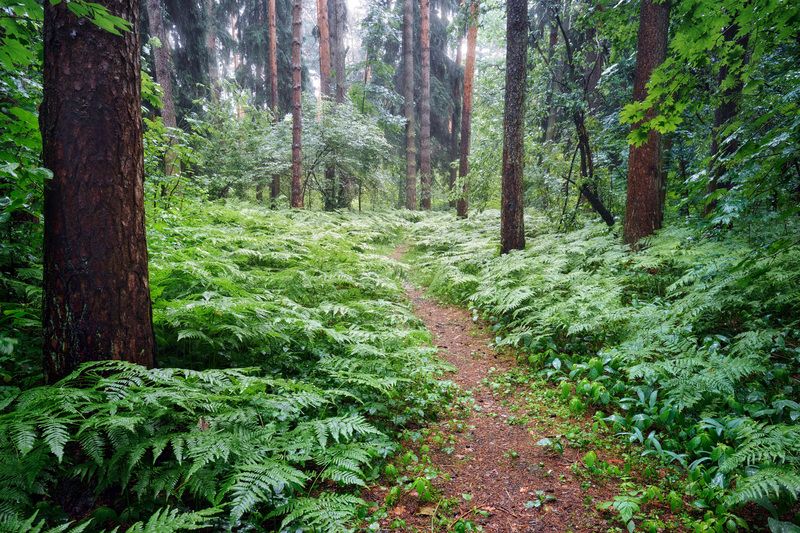 лес, деревья, листва, свет В дождевом лесу фото превью