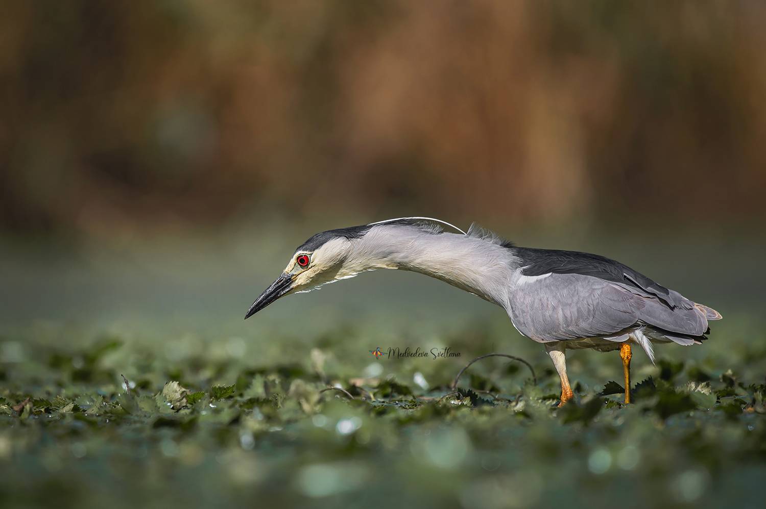 птица, кваква, цапля, фотоохота, Медведева Светлана