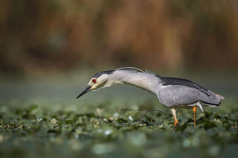 Просто ждёт рыбку. фото превью