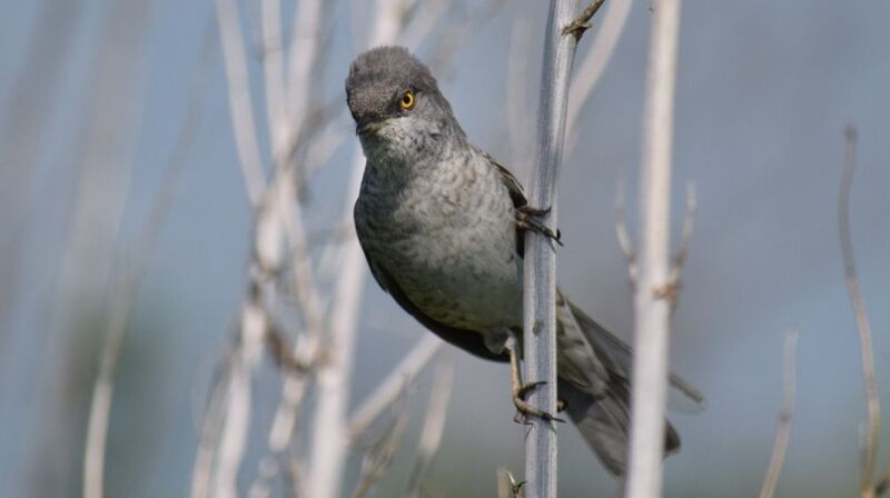 Ястребиная славка фото превью